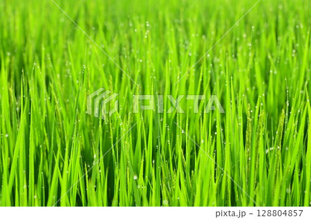朝露が付いた出穂期の稲 128804857