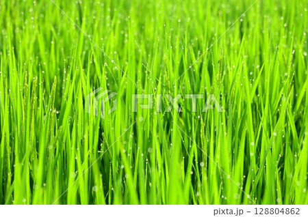 朝露が付いた出穂期の稲 128804862