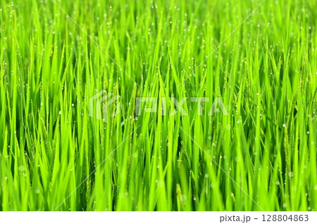 朝露が付いた出穂期の稲 朝露が付いた出穂期の稲 128804863