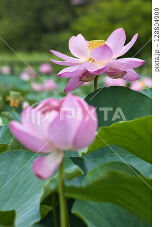 ハスの花と飛翔する蜂 ハスの花と飛翔する蜂 128804909