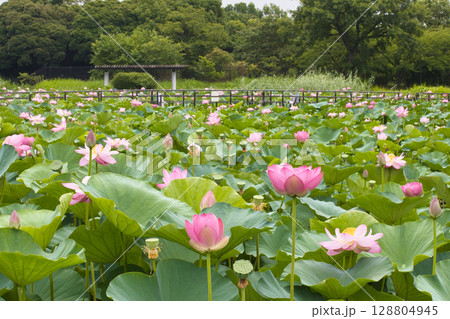 夏の花、清浄なる花が咲き誇る 128804945