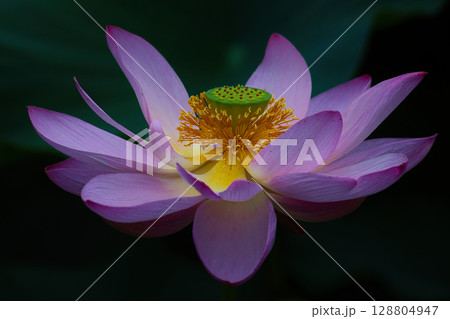 蓮の花のクローズアップ写真です 128804947