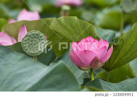 蓮の花のある風景 128804951