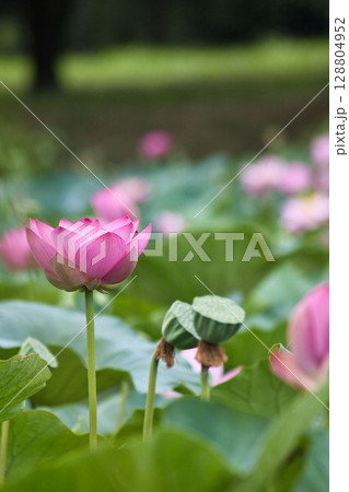 ハスの花とつぼみ 128804952