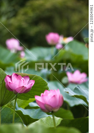 ハスの花とつぼみ、水に浮かぶ花 128804961