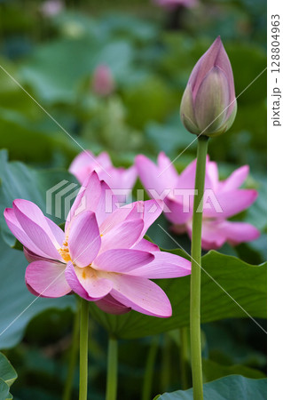 蓮の花のある風景 蓮の花のある風景 128804963