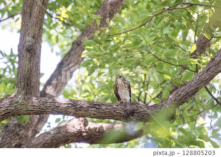 【野鳥】緑地公園で飛び出ししようとするツミの雛 【野鳥】緑地公園で飛び出ししようとするツミの雛 128805203