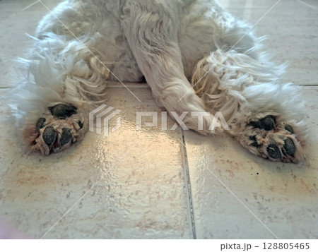 A white west terrier is comfortably resting with its hind legs spread out, showcasing its cute paws on a smooth tiled floor in a warm indoor environment. A white west terrier is comfortably resting with its hind legs spread out, showcasing its cute paws on a smooth tiled floor in a warm indoor environment. 128805465
