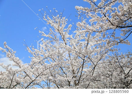 爽やか ソメイヨシノの花 満開 爽やか ソメイヨシノの花 満開 128805560