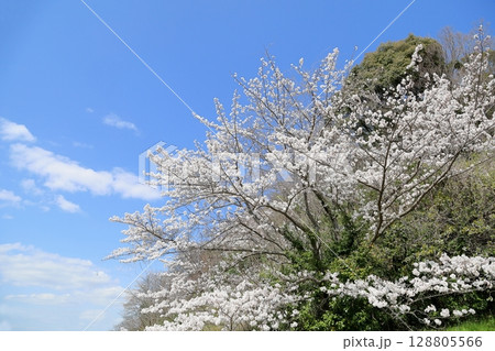 爽やか ソメイヨシノの花 満開 爽やか ソメイヨシノの花 満開 128805566