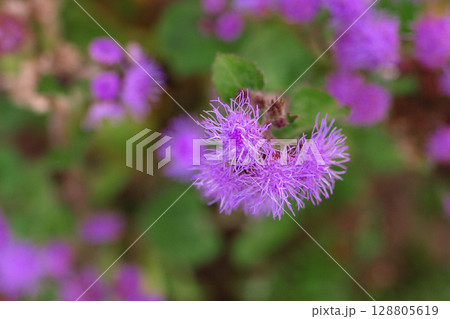 Purple annual ageratum flowers - close up 128805619