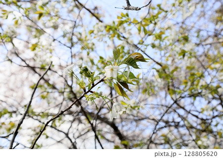 オオシマザクラの花 128805620
