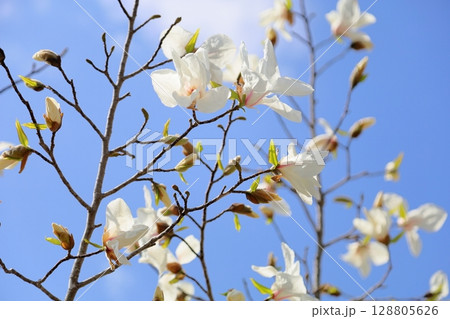 コブシの花 コブシの花 128805626