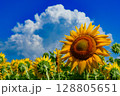 ひまわり 128805651