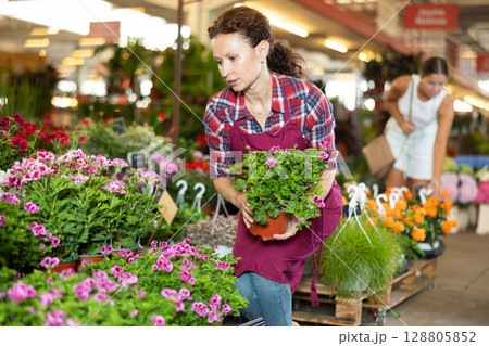 Adult female seller holding geranium in pot 128805852