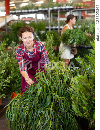 Middle-aged saleswoman holding stalks of eucalyptus in plants market 128805862