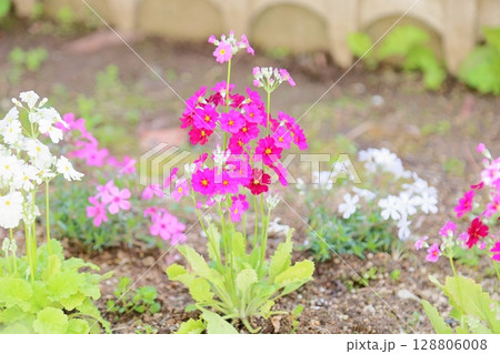 サクラソウの花 華やか サクラソウの花 華やか 128806008