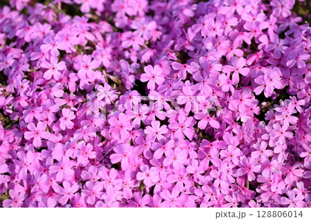 可愛い　シバザクラの花 128806014