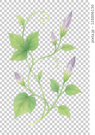 朝顔のつるとつぼみ（PNG切り抜き） 128806130