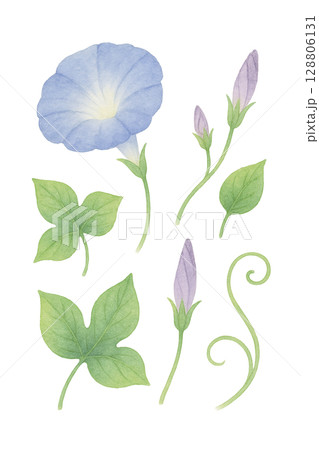 朝顔パーツセット（PNG切り抜き） 128806131