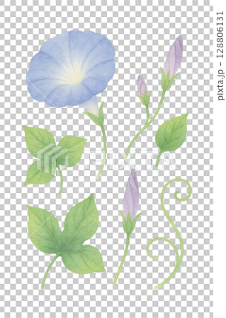 朝顔パーツセット（PNG切り抜き） 128806131