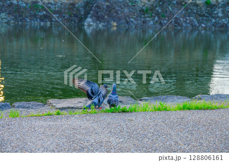 鳩の求愛【松本城】 128806161