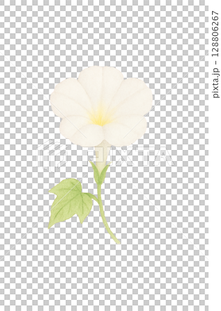 A single white morning glory (PNG cutout) 128806267