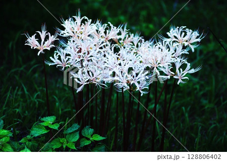 白い彼岸花の群生 白い彼岸花の群生 128806402
