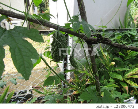 凸凹な肌のゴーヤの実 128806472