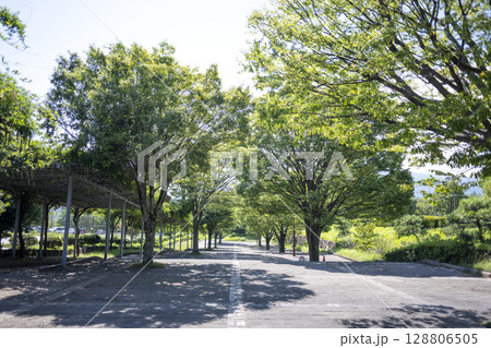 総合運動公園 入口広場 中央広場 【神奈川県 伊勢原市】 128806505