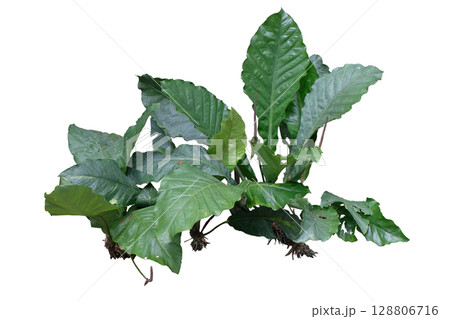 Foliage Anthurium plant 128806716