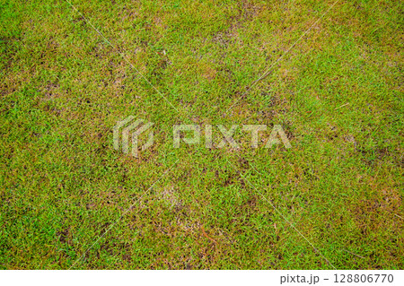 Grassland vast background, green, beautiful 128806770