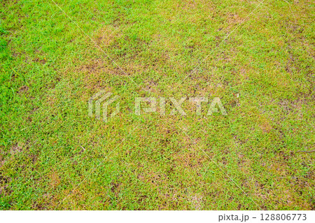 Grassland vast background, green, beautiful Grassland vast background, green, beautiful 128806773