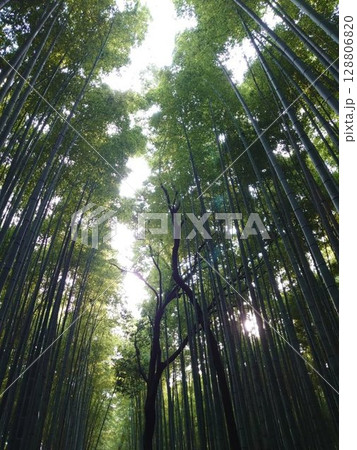 京の竹林を見上げる 京の竹林を見上げる 128806820