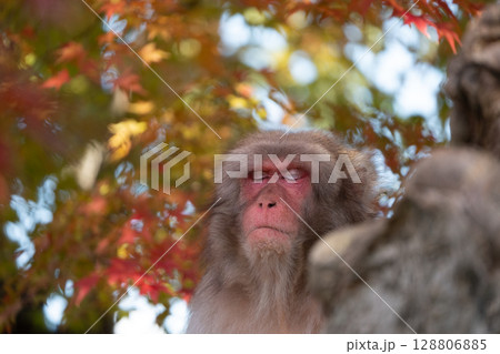 Japanese macaque relaxing under colorful autumn foliage 128806885