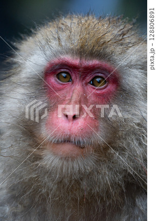 Japanese macaque staring with intense gaze and wet fur 128806891