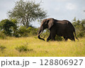 Large African elephant walking in the savannah during daytime 128806927