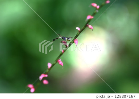 ホソハリカメムシの幼虫 128807167