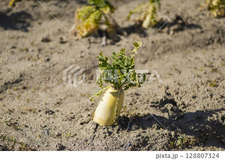 畑に植えられた大根 畑に植えられた大根 128807324