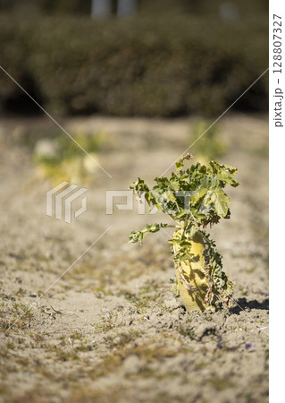 畑に植えられた大根 128807327