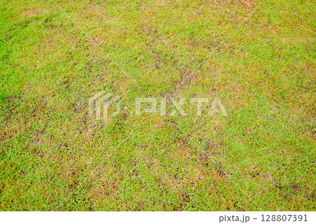 Mango tree Mangifera Indica, tropical fruit on the food street 128807391