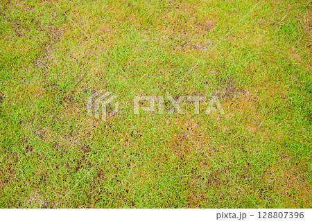 Mango tree Mangifera Indica, tropical fruit on the food street Mango tree Mangifera Indica, tropical fruit on the food street 128807396