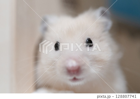 ゴールデンハムスターのクローズアップ 128807741