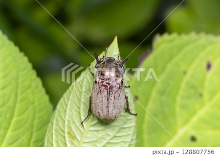 オオコフキコガネ オオコフキコガネ 128807786