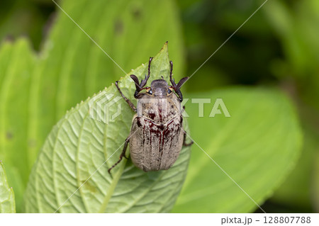 オオコフキコガネ オオコフキコガネ 128807788