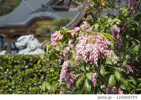熊野本宮大社に咲く馬酔木の花 熊野本宮大社に咲く馬酔木の花 128808705