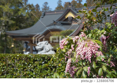 熊野本宮大社に咲く馬酔木の花 熊野本宮大社に咲く馬酔木の花 128808706