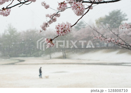 寒の戻りに凍える桜 128808710