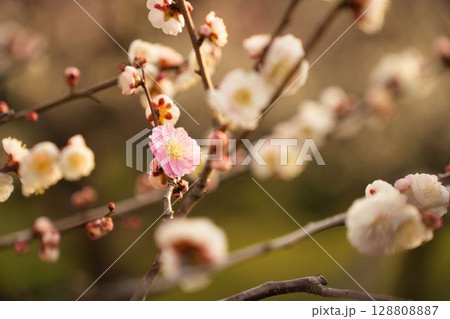 夕陽に照らされる源平咲きの梅 夕陽に照らされる源平咲きの梅 128808887