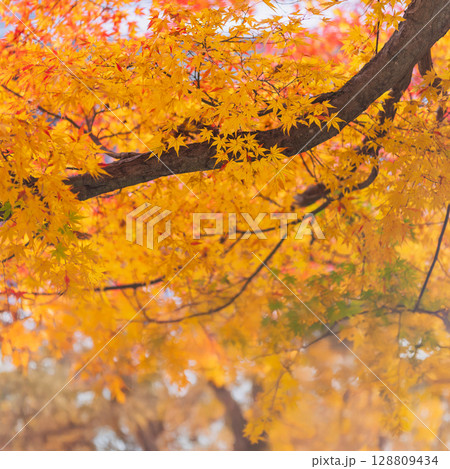 Red leaves (maple trees) and yellow leaves (ginkgo trees) in autumn season near Kyoto, Japan. Red leaves (maple trees) and yellow leaves (ginkgo trees) in autumn season near Kyoto, Japan. 128809434